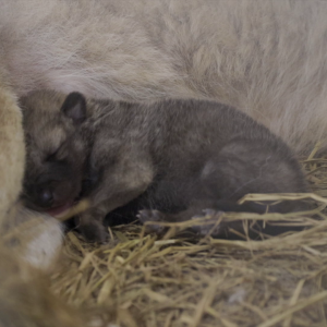 vlcsnap-2021-05-18-17h35m30s248