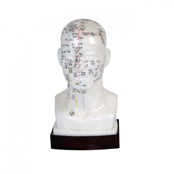 Kopf Akupunktur Modell