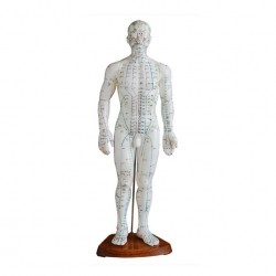 Männliches menschliches Akupunktur-Modell 50cm
