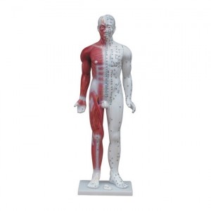 Menschliches männliches Medizinakupunkturmodell (mit Muskelanatomie) 84cm
