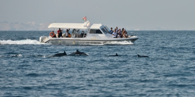 People are enjoying Dolphin watching in one of the tour in Oman