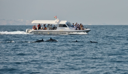 People are enjoying Dolphin watching in one of the tour in Oman