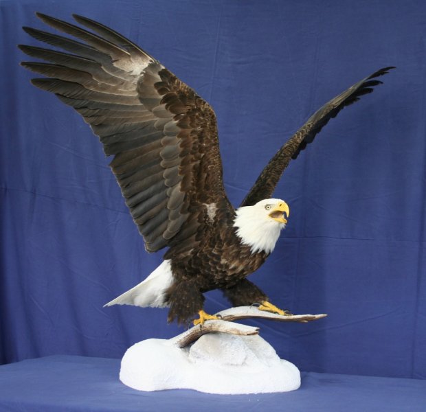 eagle - bald 4