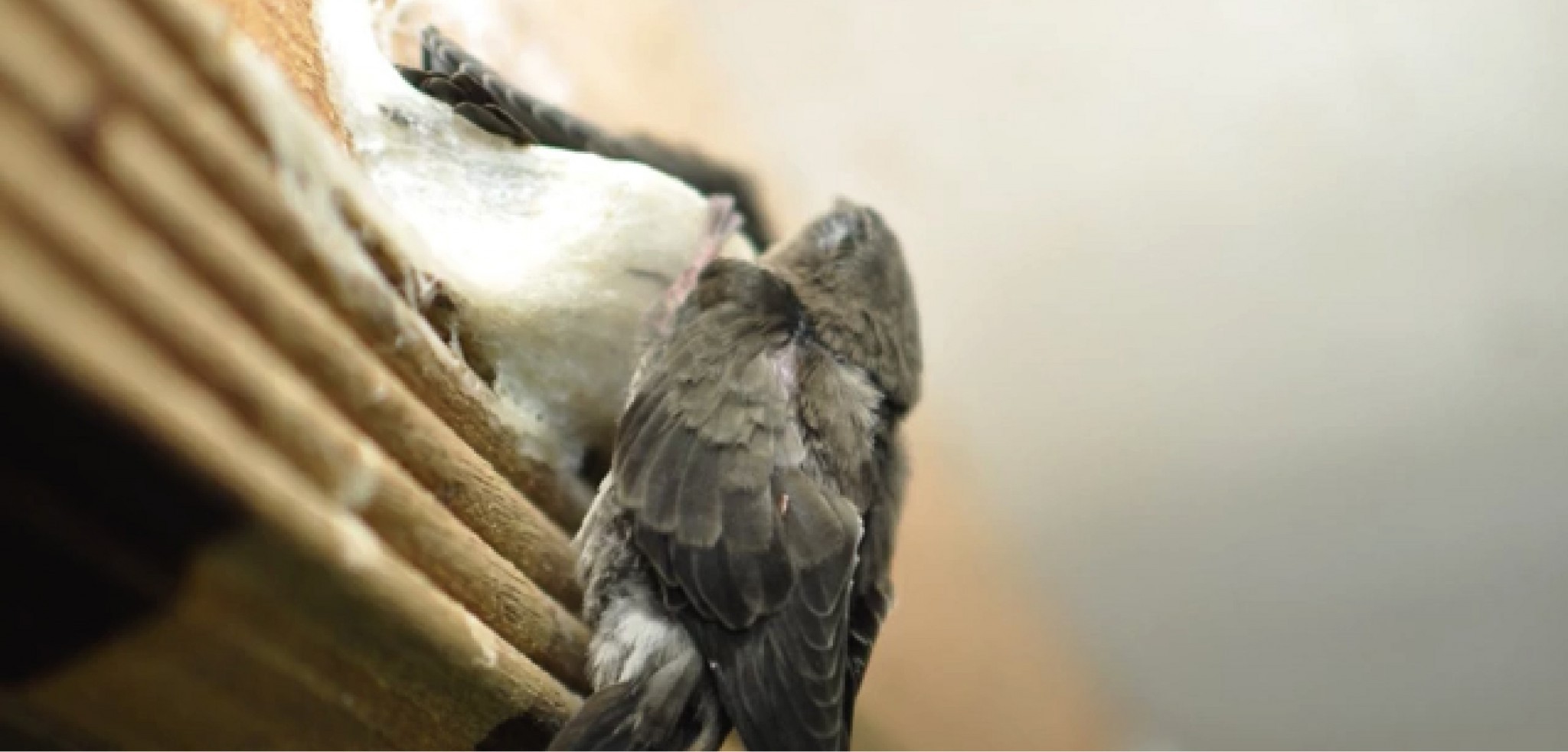 Amg宏理集团 养燕技术 Amg宏理集团 养燕技术