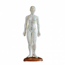 Female Acupuncture Doll