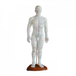 Male Acupuncture Doll