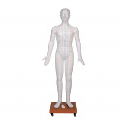 Life Size Acupuncture doll