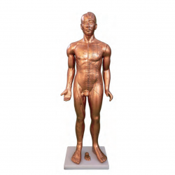Acupuncture doll