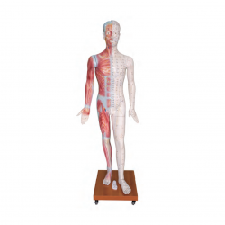 Life Size Acupuncture doll