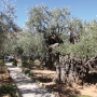 Garden of Gethsemane-(resized)