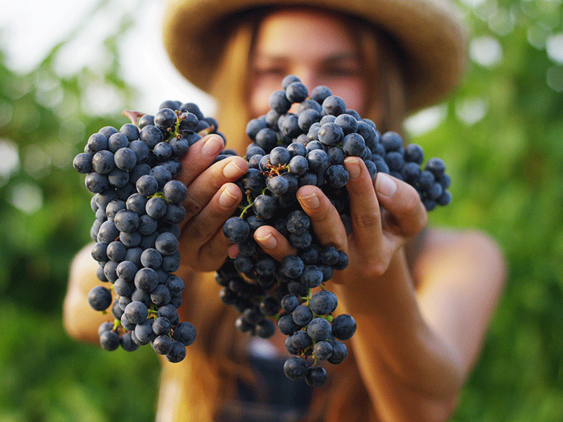 shutterstock_560286625