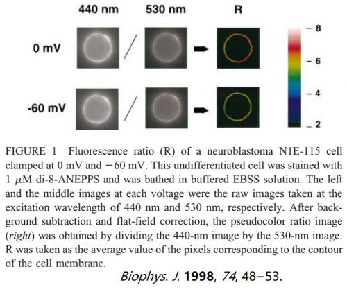 Di-8-ANEPPS application