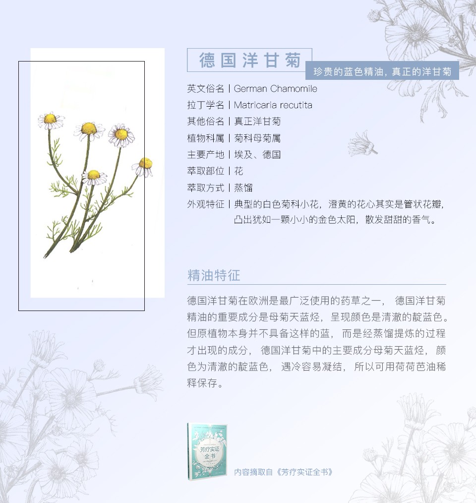 Poshlam宝琪兰 蓝甘菊