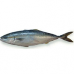 油金魚（又称：油甘鱼、鰤鱼） HAMACHI はまち