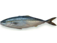 油金魚（又称：油甘鱼、鰤鱼） HAMACHI はまち