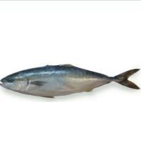 油金魚（又称：油甘鱼、鰤鱼） HAMACHI はまち