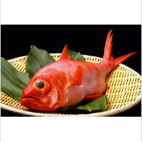 金目鯛（ きんめだい ）Alfonsino