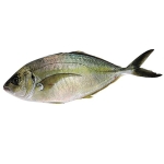 縞參魚