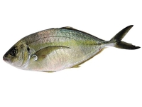 縞參魚