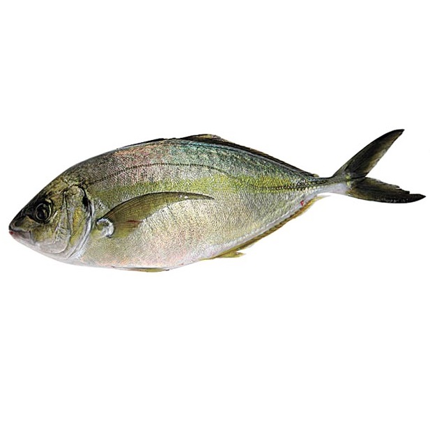 縞參魚