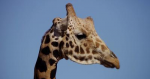 71cf78f39c3500e8d8330a07729d5241.png