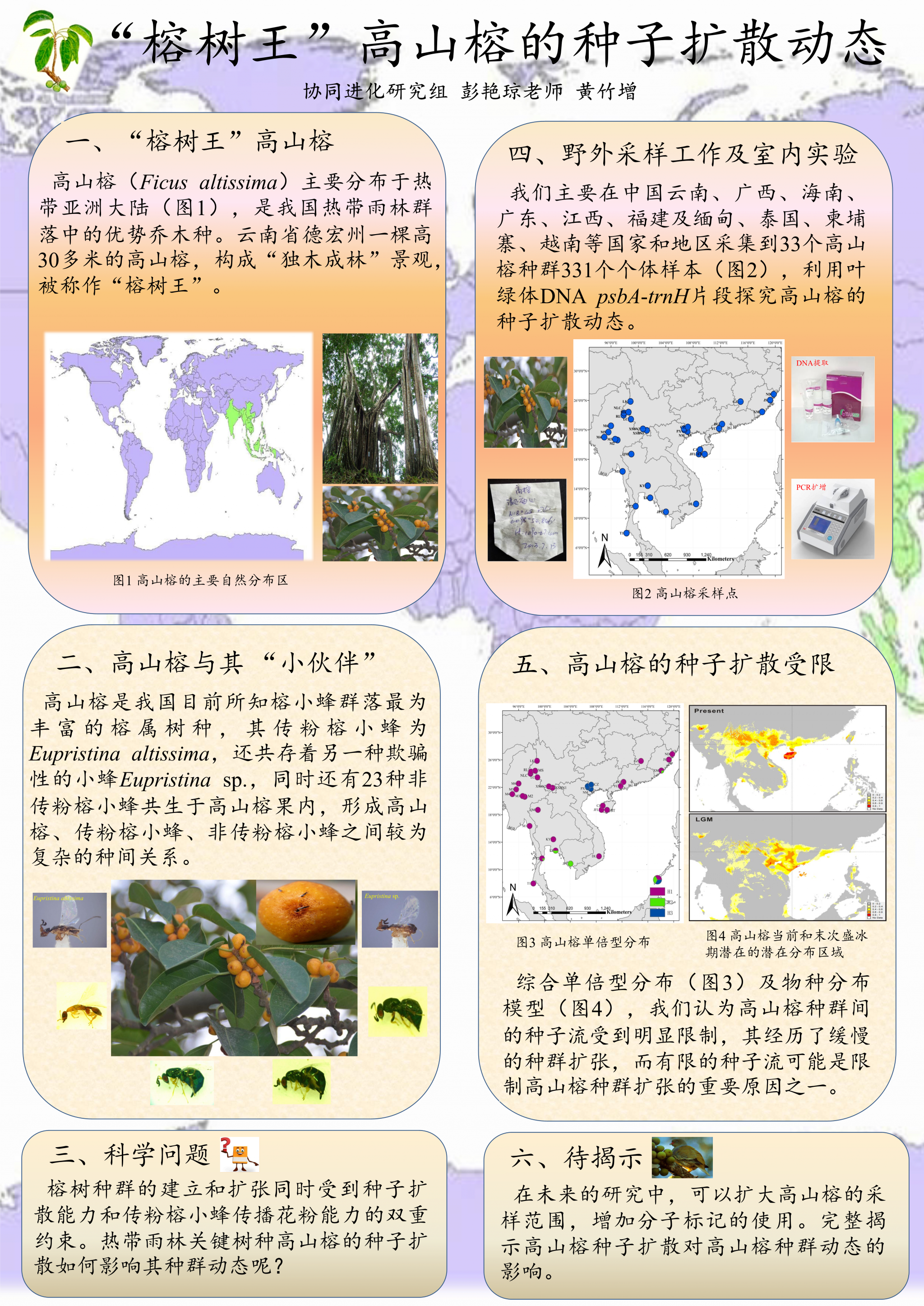 黄竹增-高山榕的种子扩散动态
