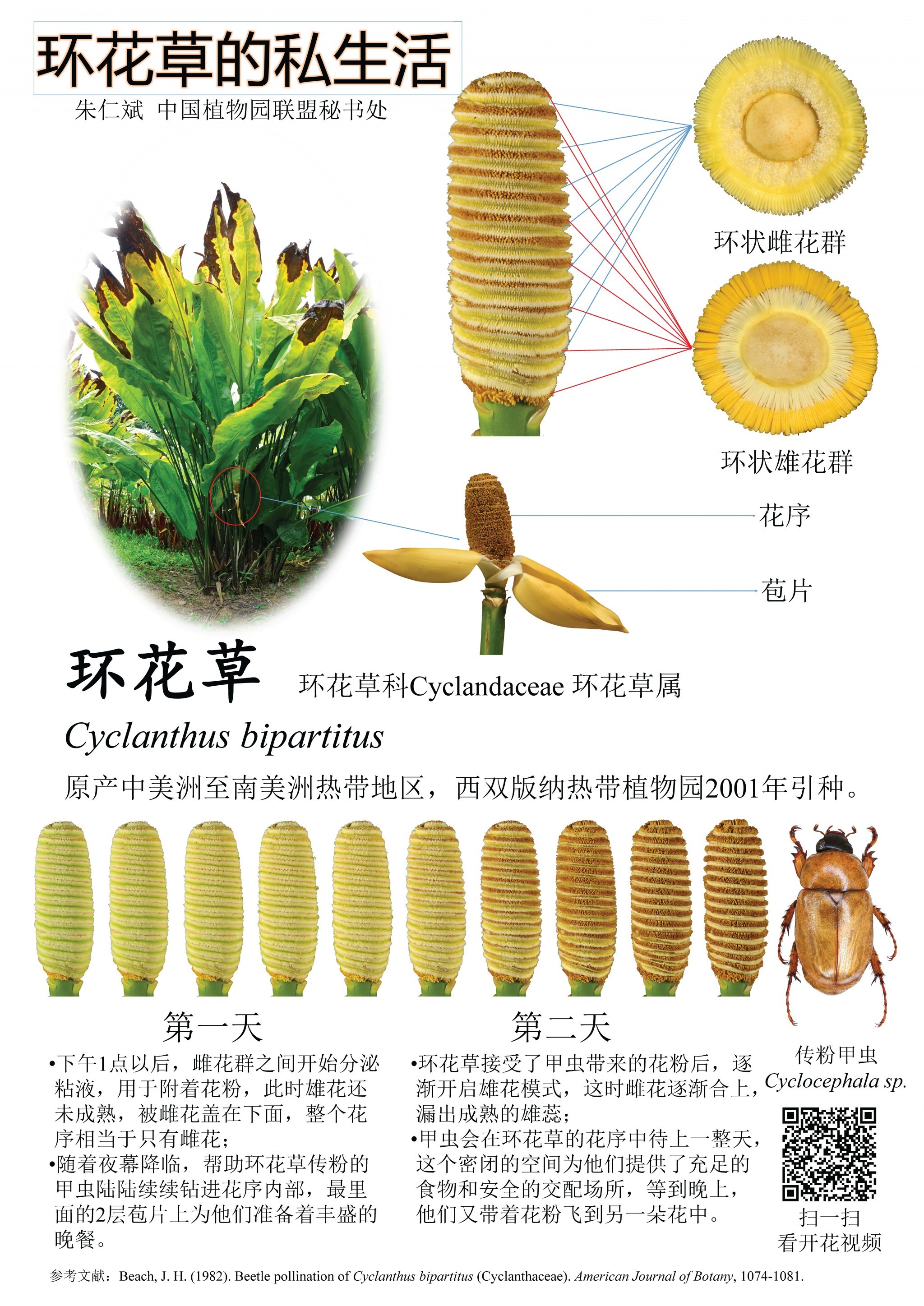 环花草的私生活
