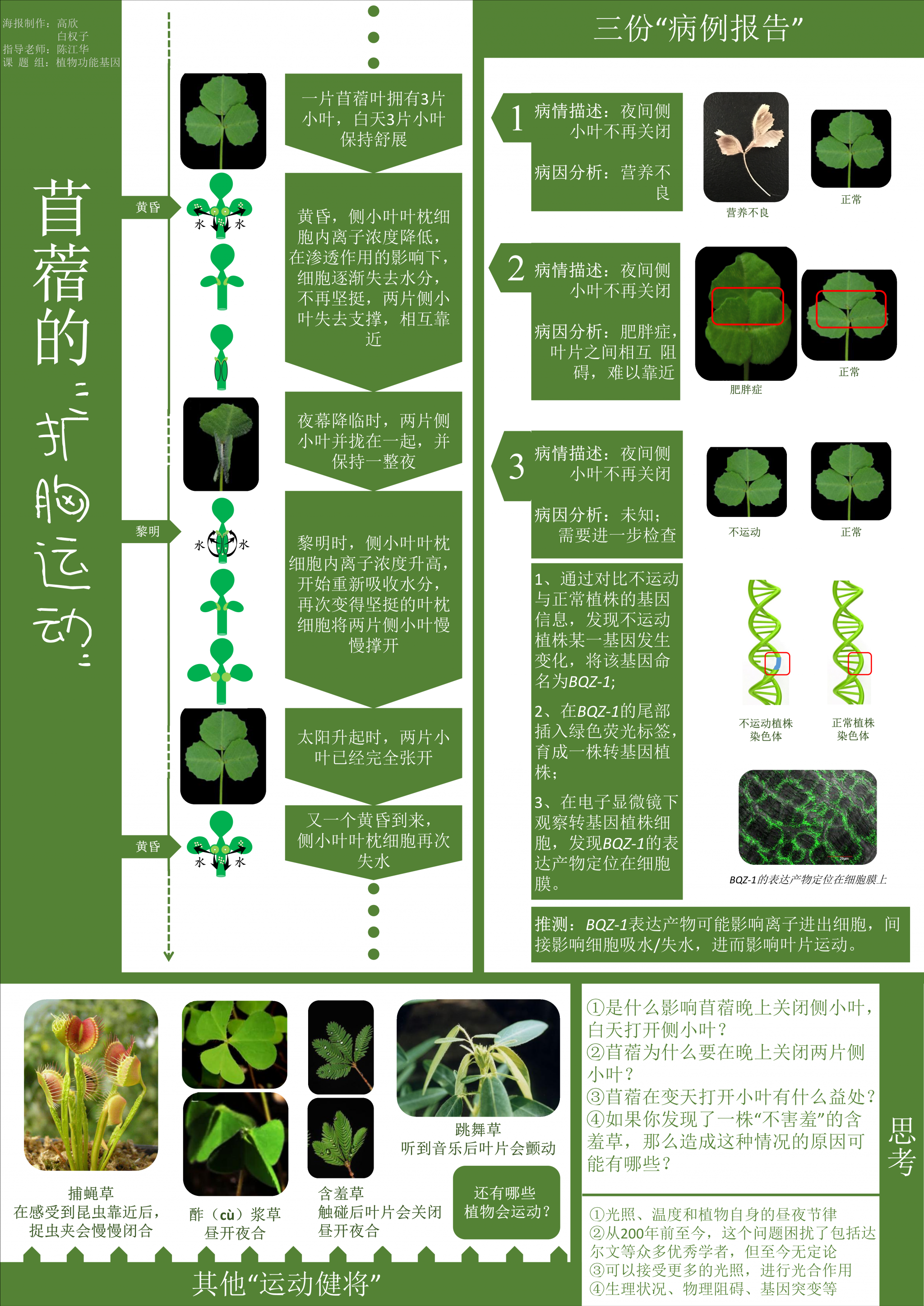 高欣 白权子-苜蓿的扩胸运动