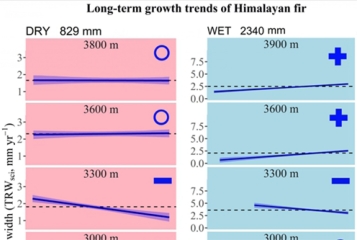 气候变化如何改变喜马拉雅地区树木生长速率？