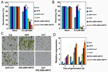复合物调控植物ABA激素信号传导及种子萌发